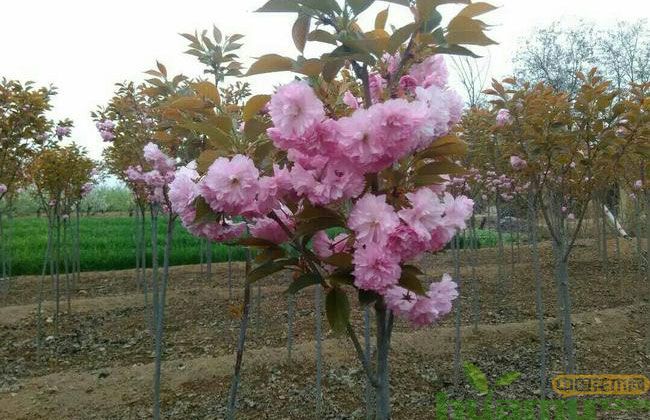 樱花树苗的形态特征及其生长习性深度解析