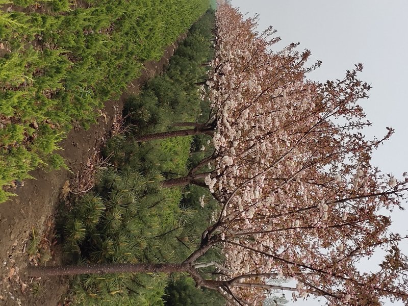 庭院樱花树苗，美丽图片与种植教程