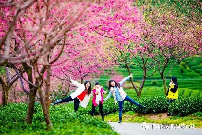 福建樱花种植秘籍，培育最佳樱花品种指南