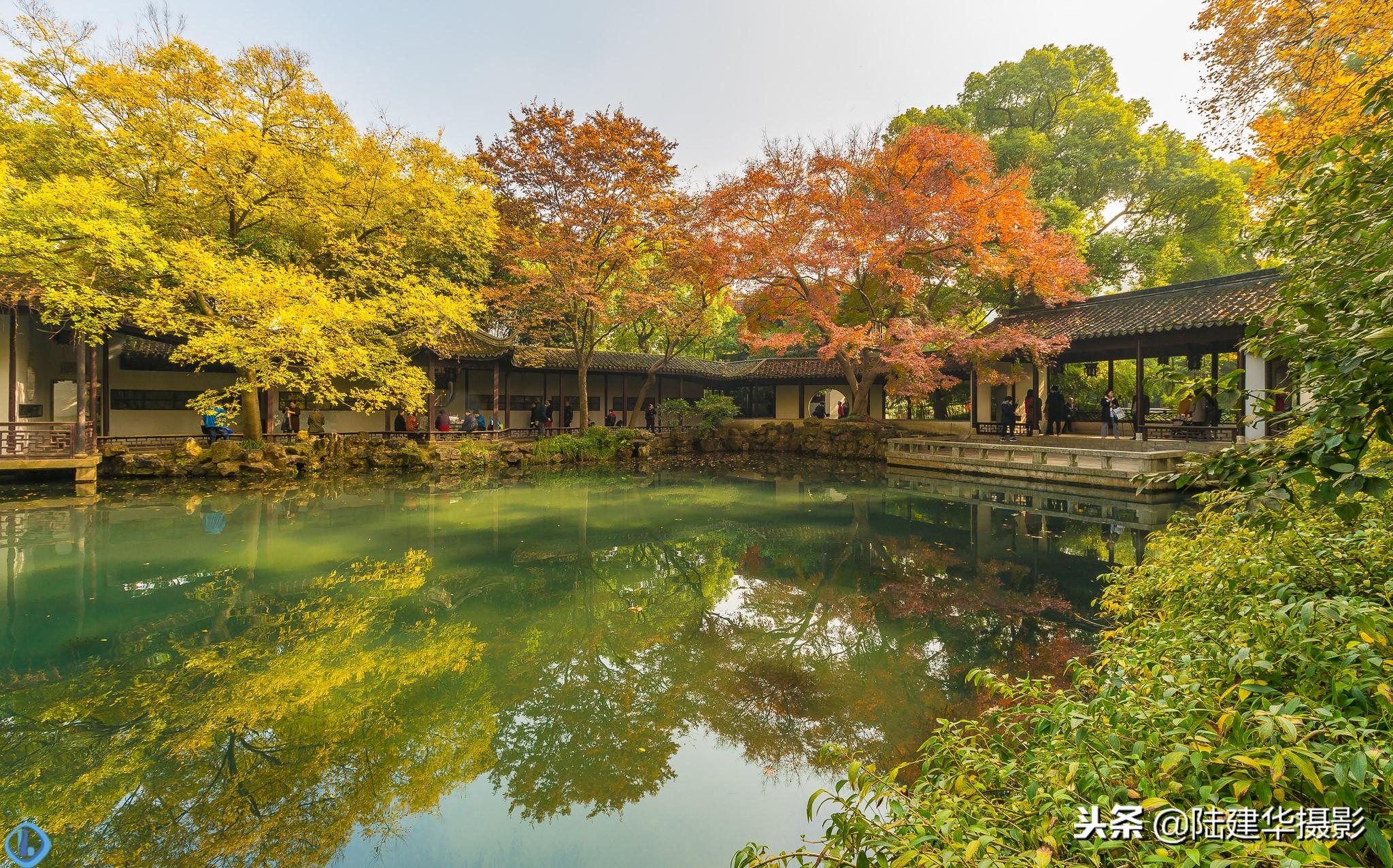 红枫栽种全攻略，选地到养护，轻松掌握种植技巧