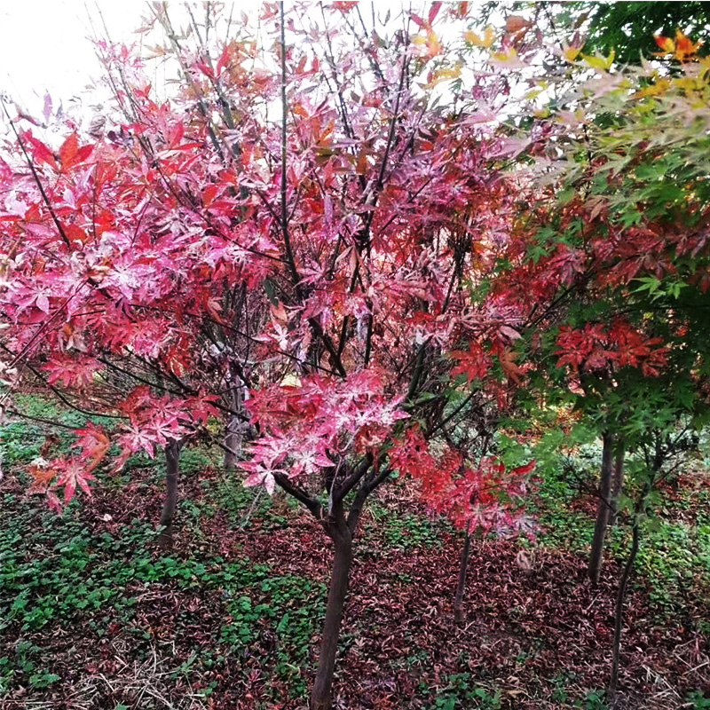 探访枫树苗木基地，生态画卷的生动展现