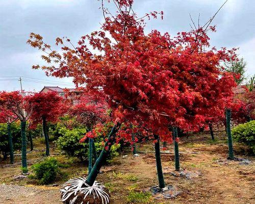 枫树种植技术详解视频教程，从入门到精通的全方位指南