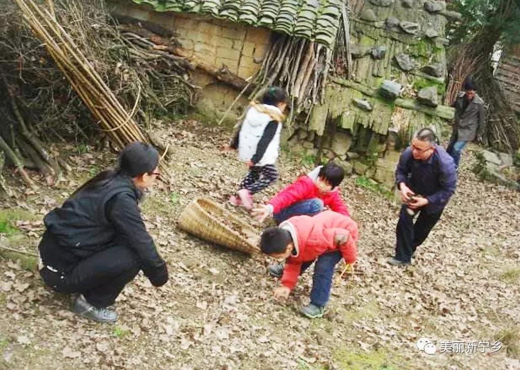 枫树的健康益处，功效、作用与食用指南