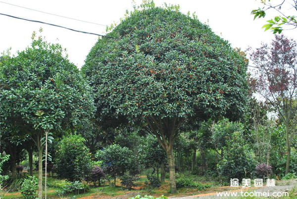 种植美丽的起点，寻找桂花树苗