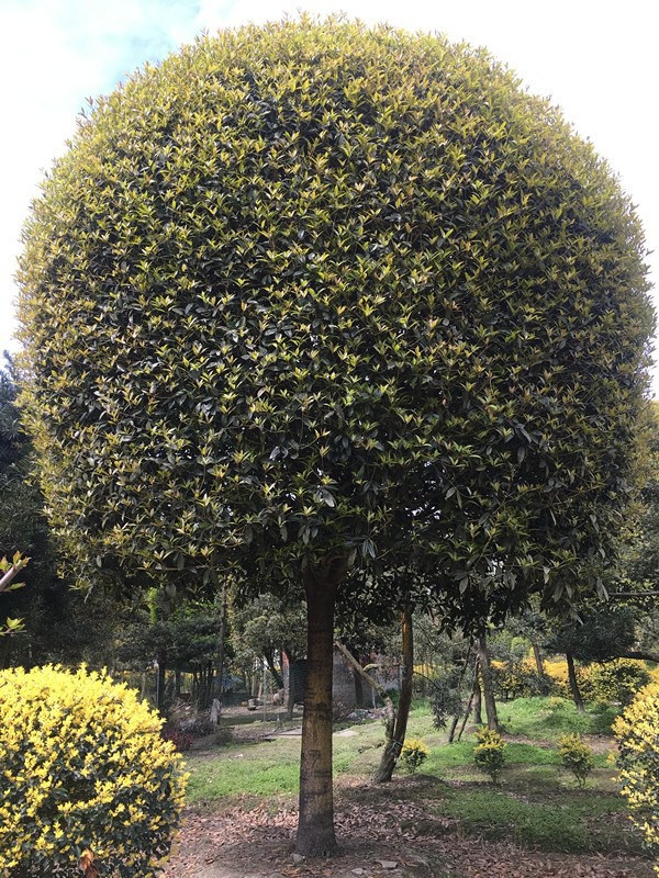 桂花树品种与价格概览