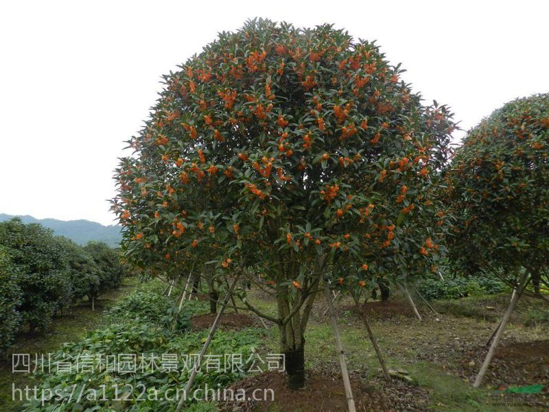 四川桂花树种植园，传统与现代的和谐融合