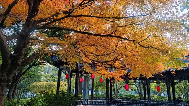 桂花与松树共舞，松树林种植桂花可行性视频解析