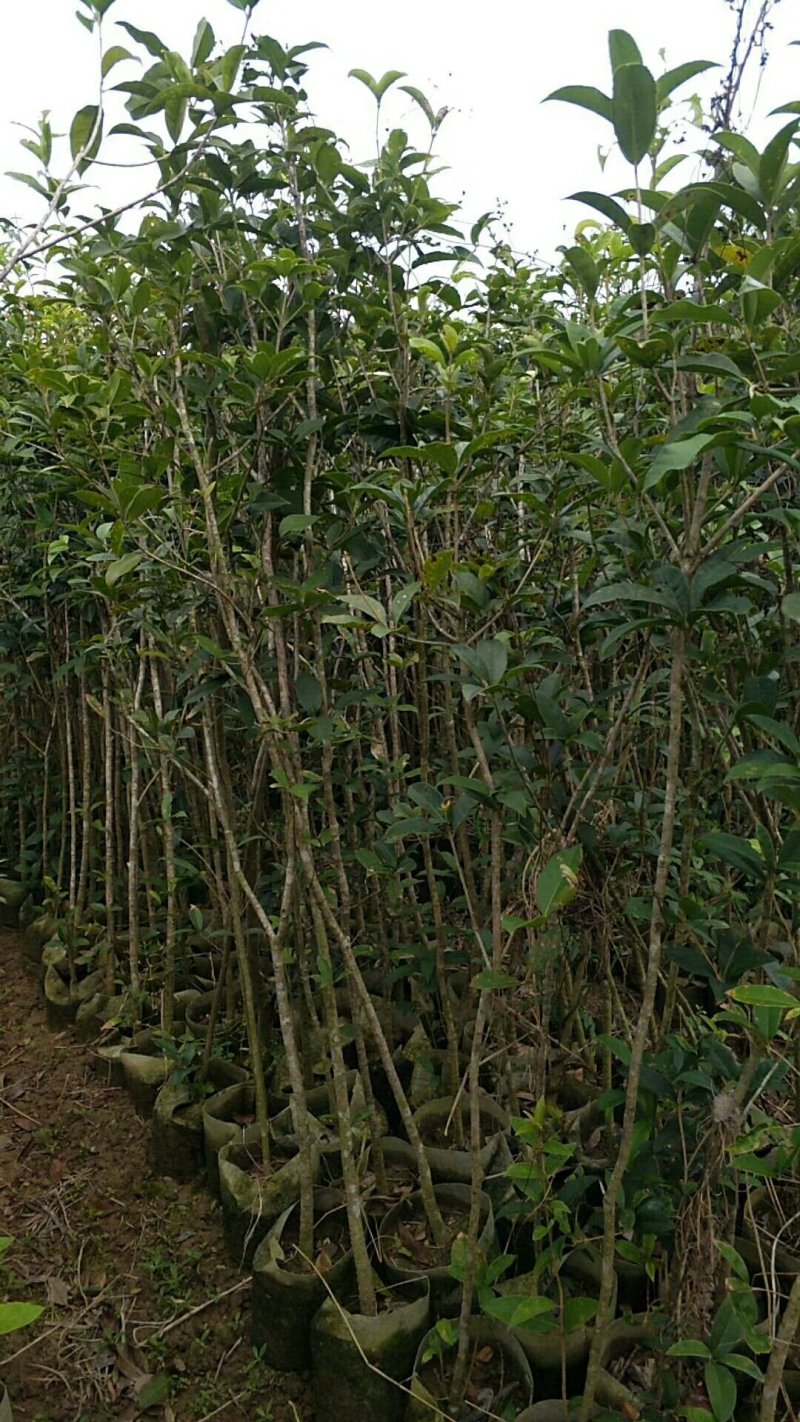 桂花苗的外貌特征及其独特魅力展现