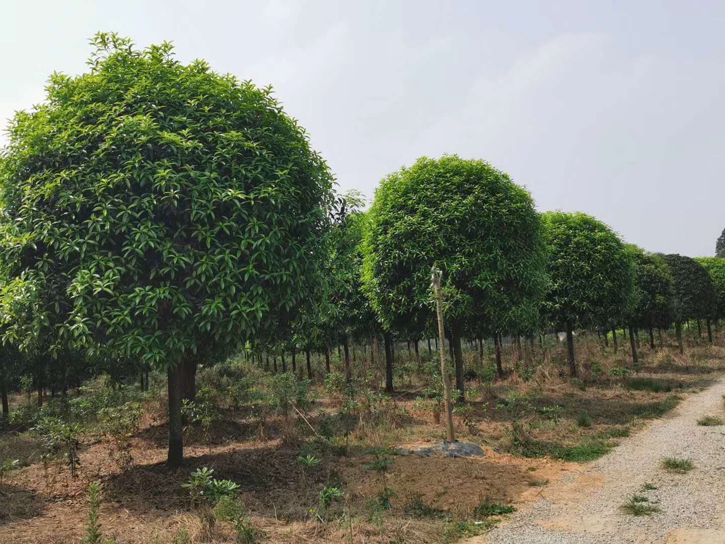 探索绿意盎然的种植之旅，寻找桂花树苗之旅