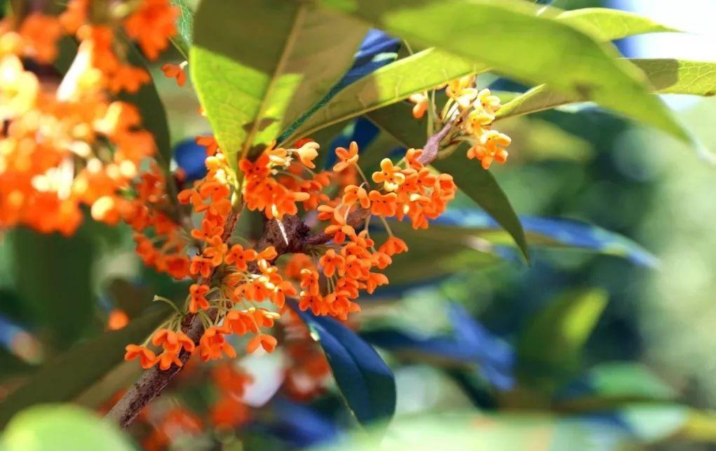 寻找桂花树苗，种植之路启程之时