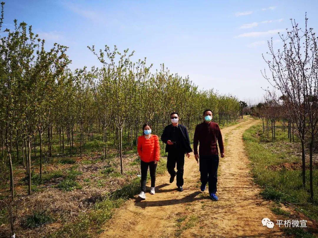 探寻桂花树苗，市场购买指南与种植秘籍