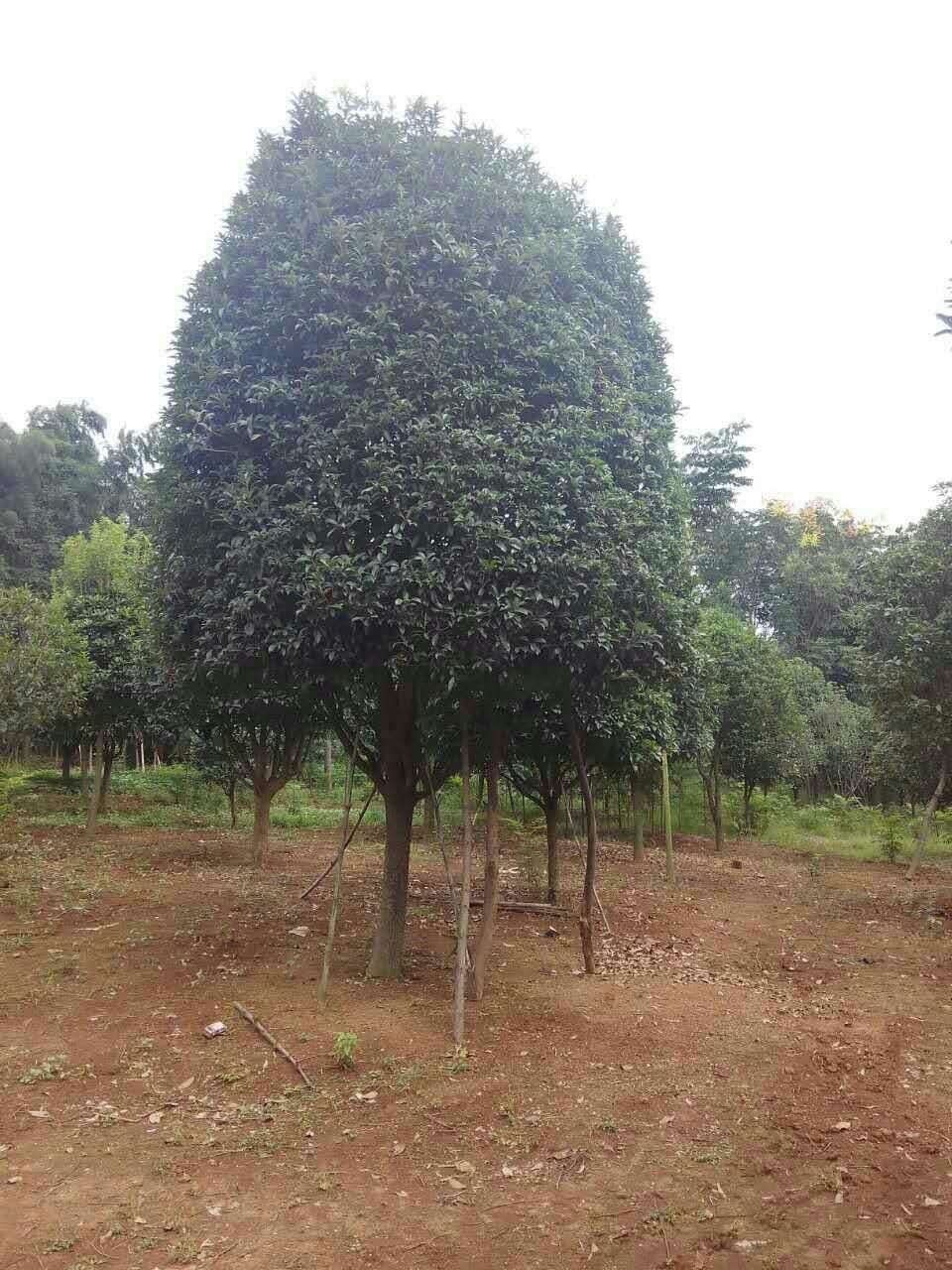 桂花树最佳种植地点探寻