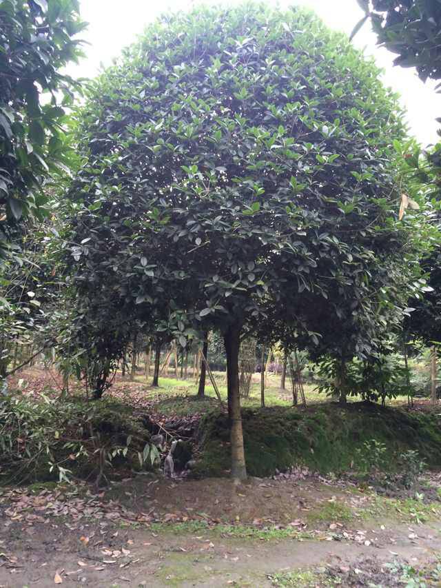 桂花种植基地，芬芳之源的绽放盛景