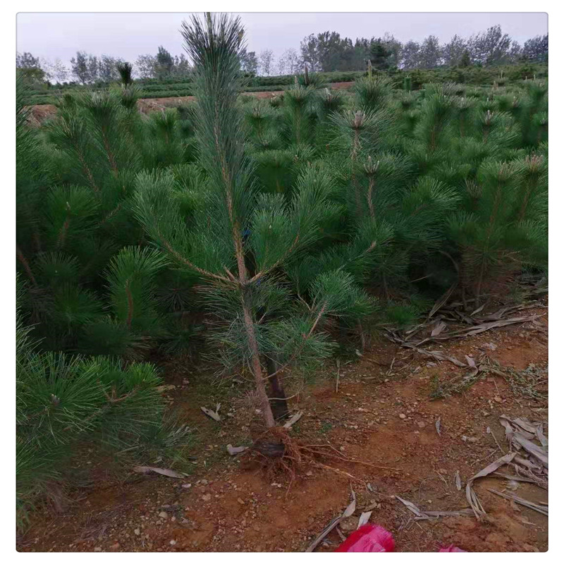 一米五松树苗，成长之旅与种植指南