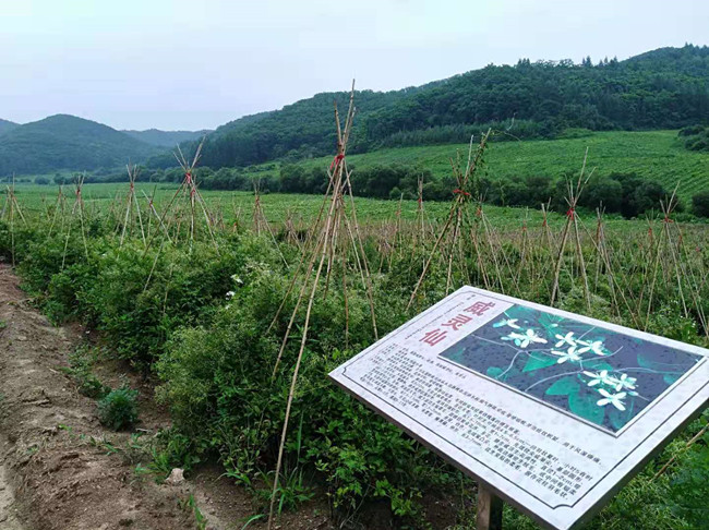 科技护航，道地药材焕新生（道地药材巡礼·吉林篇）