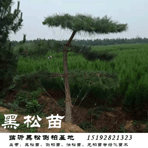 临沂黑松苗批发市场，绿意繁荣之源