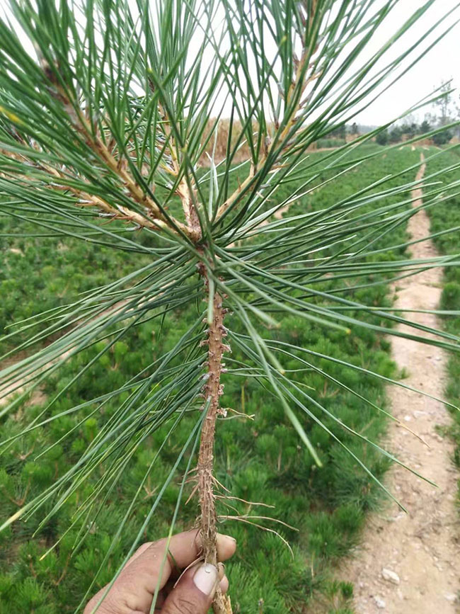 绿化树苗松树培育全程指南，从树苗选择到精细养护管理