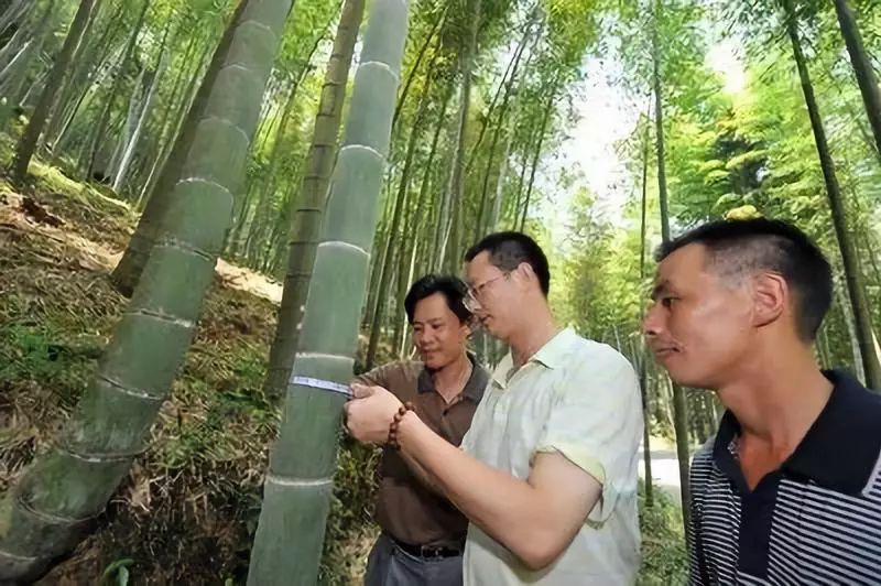 竹子种苗，生长、繁育及生态价值探究