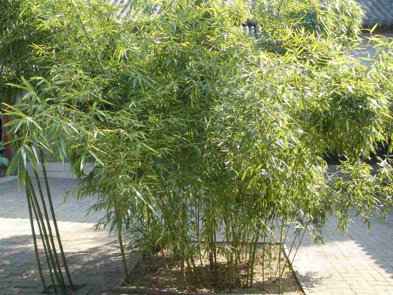 绿化竹子种植指南，种植方法与技巧全解析