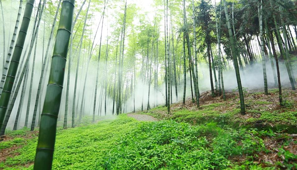 探讨窝竹种植的最佳时机，何时栽种最佳？