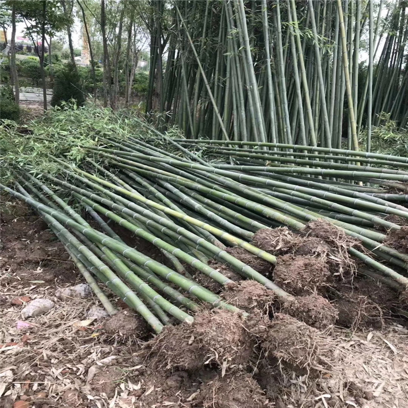 竹子苗图片展示，自然之美的独特风采