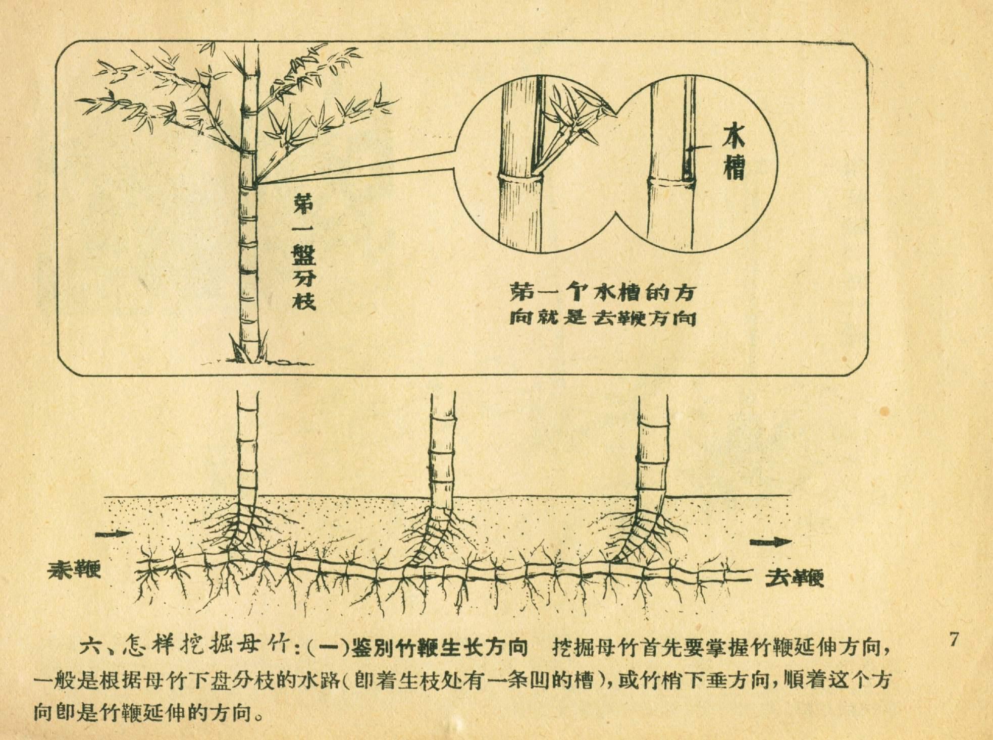 竹子种植技术详解，从入门到精通的实践指南