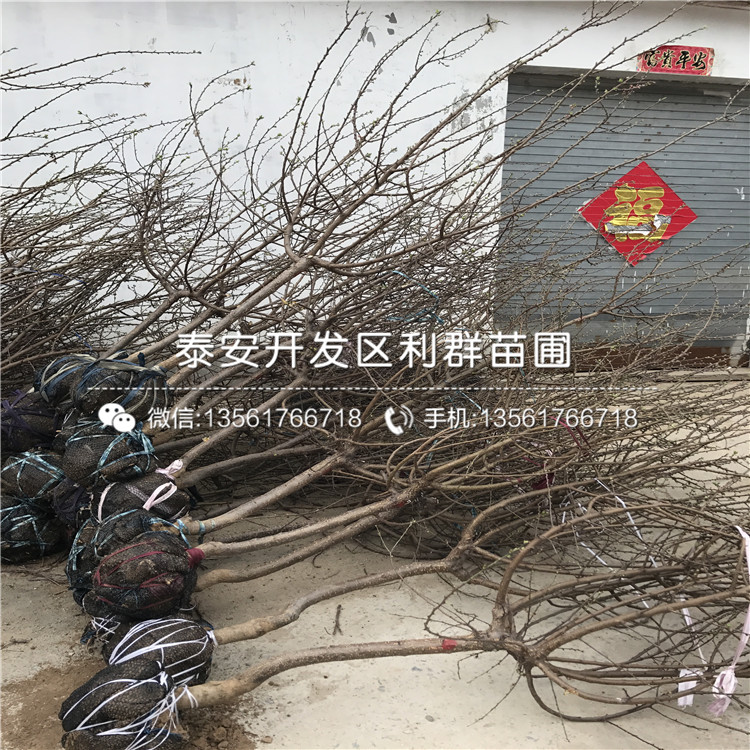 竹子树苗批发市场的兴旺与发展态势