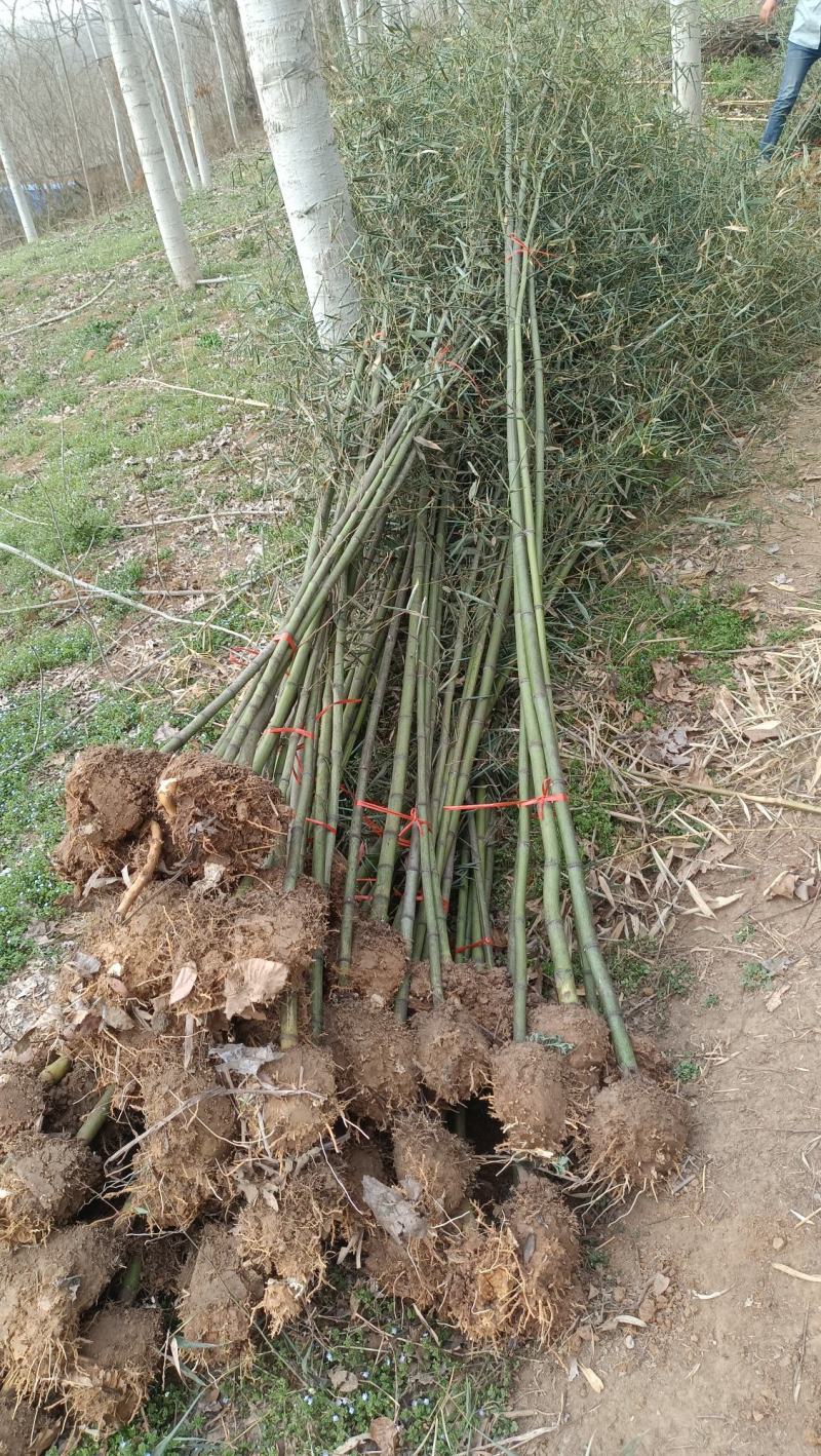 竹子苗木规格与种植的重要性