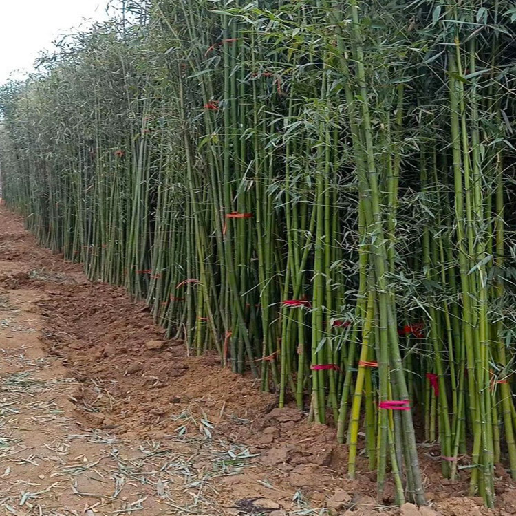 竹子树苗价格揭秘，探究竹子的经济价值及苗木市场行情