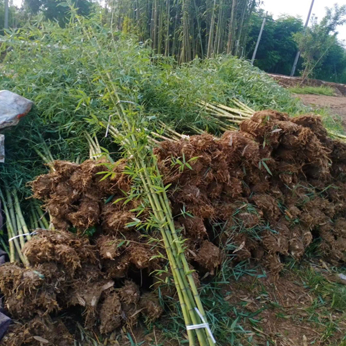 竹子苗木价格及市场现状深度解析，图片辅助解读