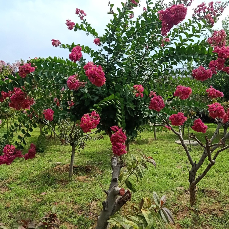 紫薇树百日红品种探秘，低价魅力与价值解析