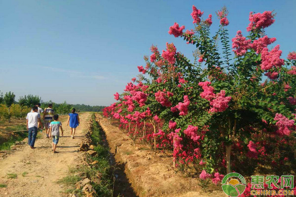 探寻六安市紫薇苗圃的美丽之旅