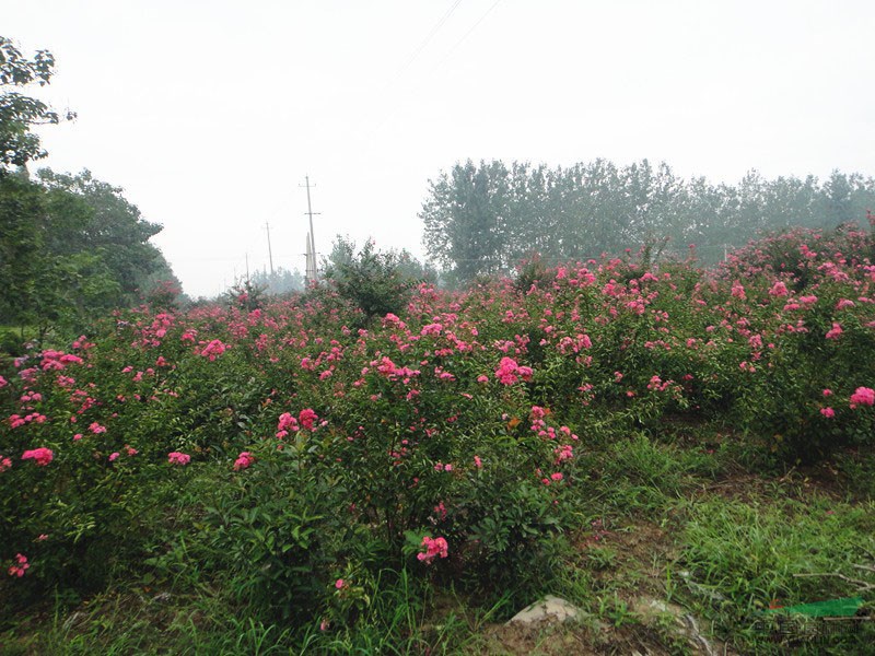 优质紫薇小苗基地，一站式求购指南