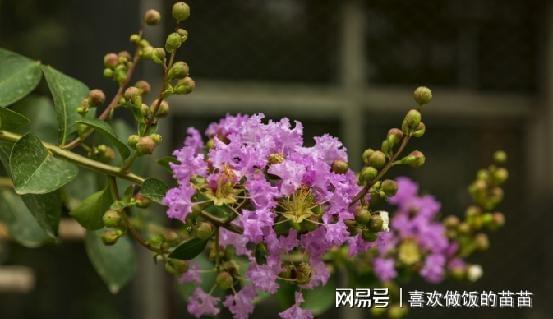 紫薇树种植方法与技巧详解，视频教程分享