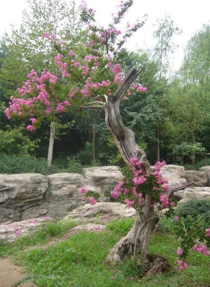 庭院种植紫薇花，好处、考量全解析