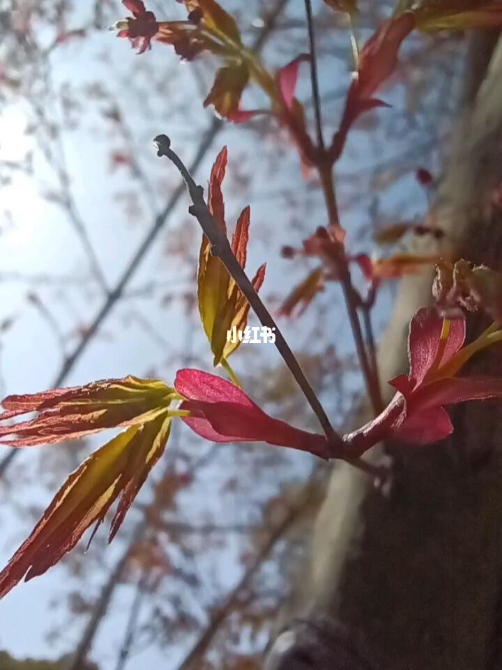 红枫树的觉醒，从沉寂到生机勃勃的蜕变之旅