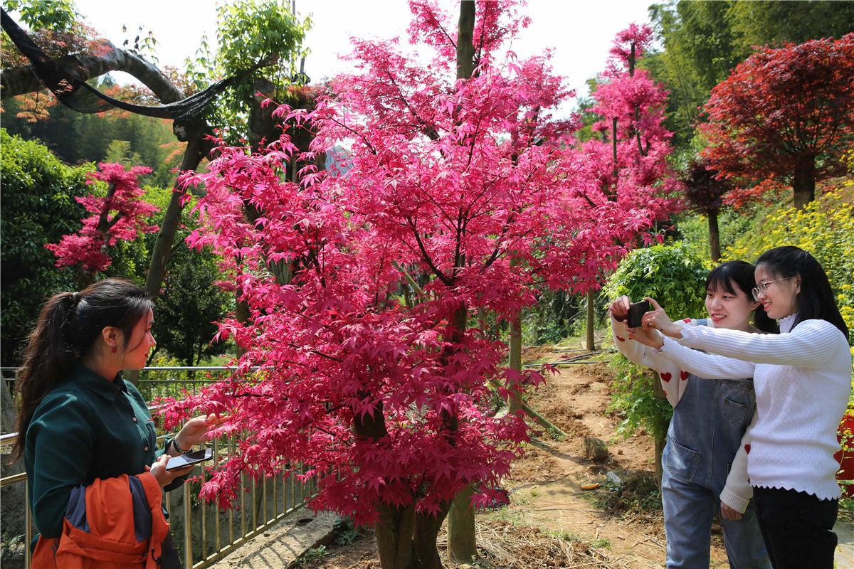 红枫种植与养护指南，关键注意事项全解析