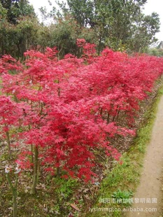 红枫树苗的种植乐趣与资源获取攻略，寻找树苗的旅程