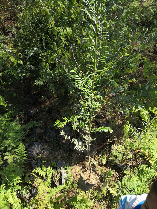 自然与人工的完美结合，带果红豆杉苗的独特魅力