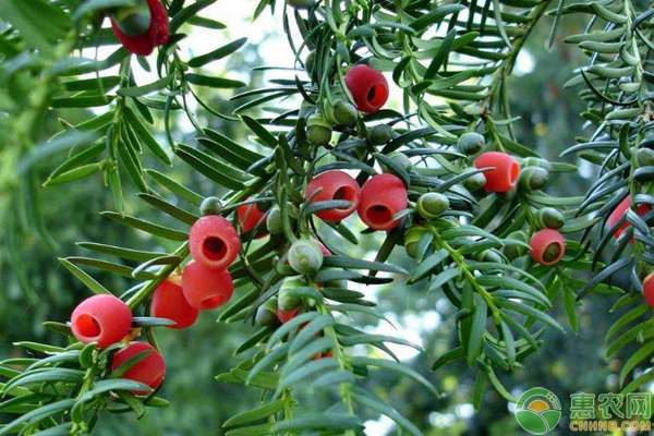 红豆杉苗的价格及种植方法详解