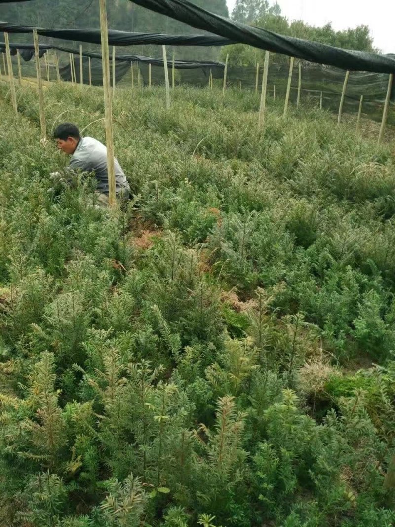 红豆杉苗种植技术大全，从入门到精通