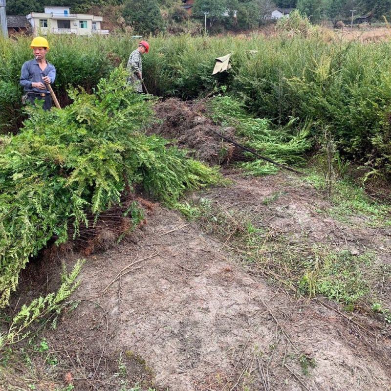 红豆杉苗木基地，探寻绿色生态的源头之旅