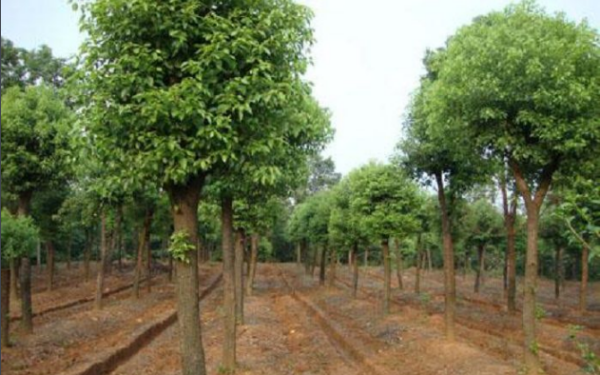 香樟树苗种植，从入门到精通的全面指南