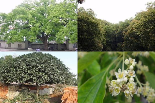 香樟树盆栽种植指南，方法与技巧全解析