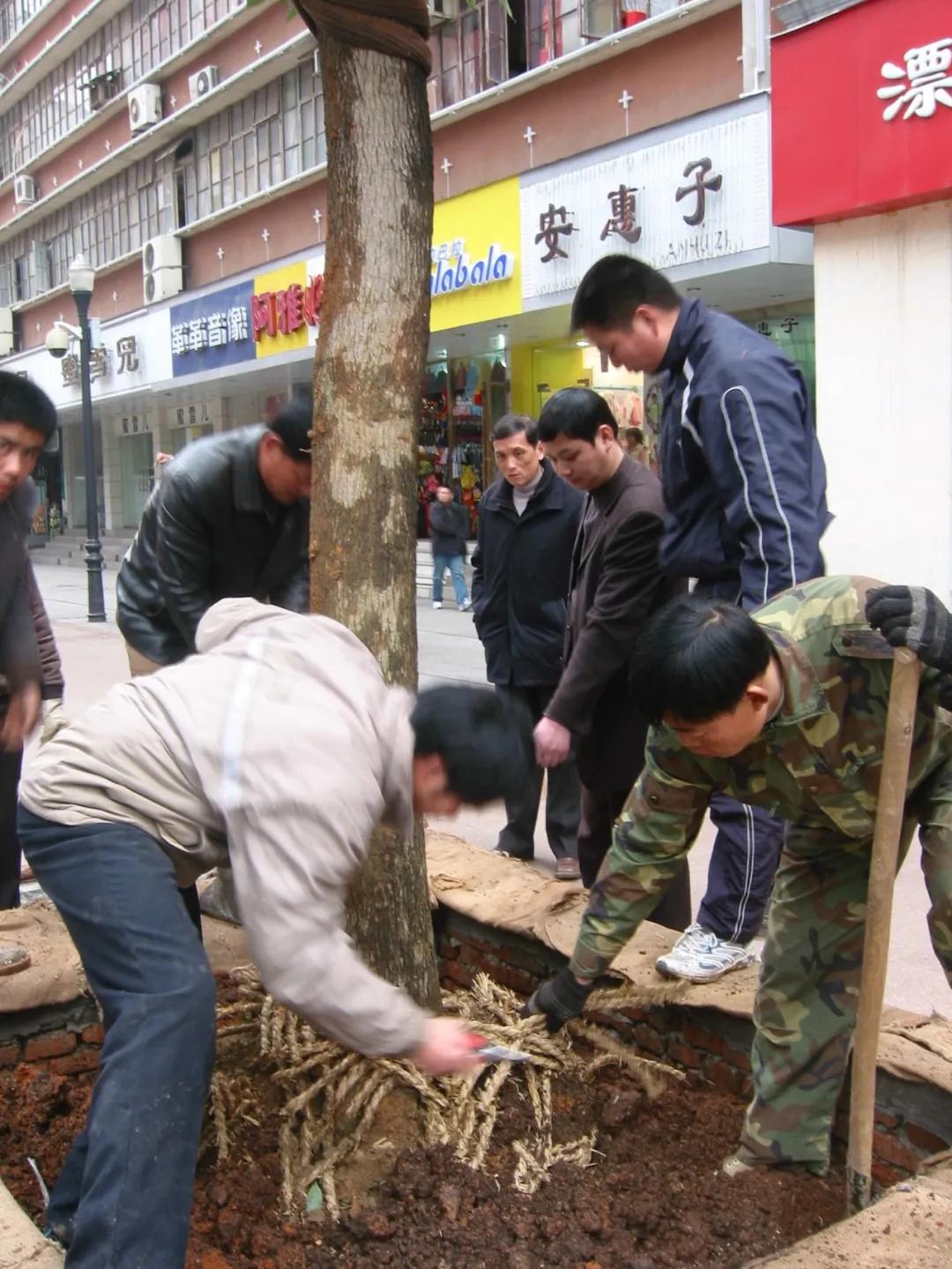 香樟树种植深度及其技术与深度管理的重要性探讨