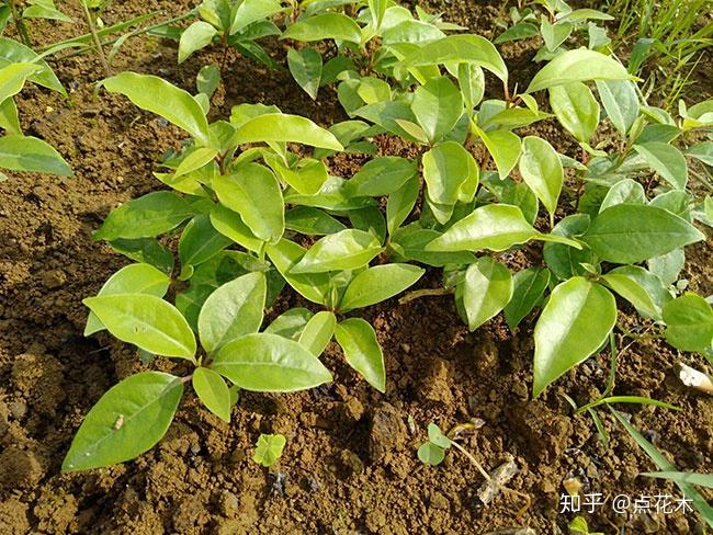 香樟树秋季移栽种植指南，方法与技巧全解析