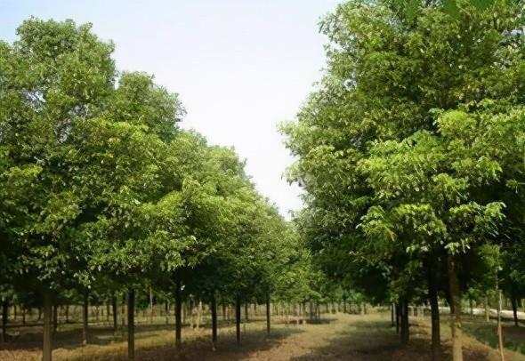 香樟树栽种时间与种植技术详解