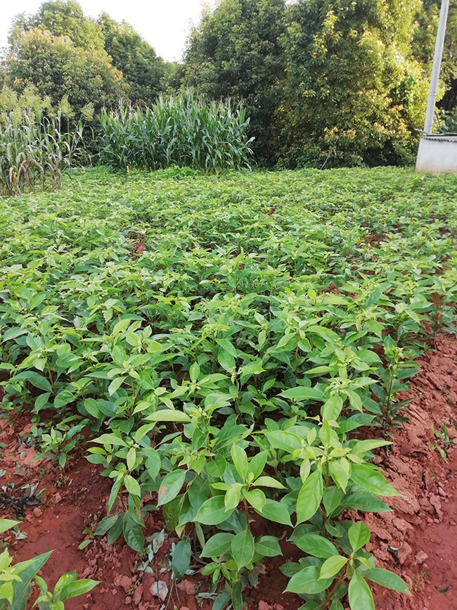 香樟种植最佳季节，探索种植时机与必要条件