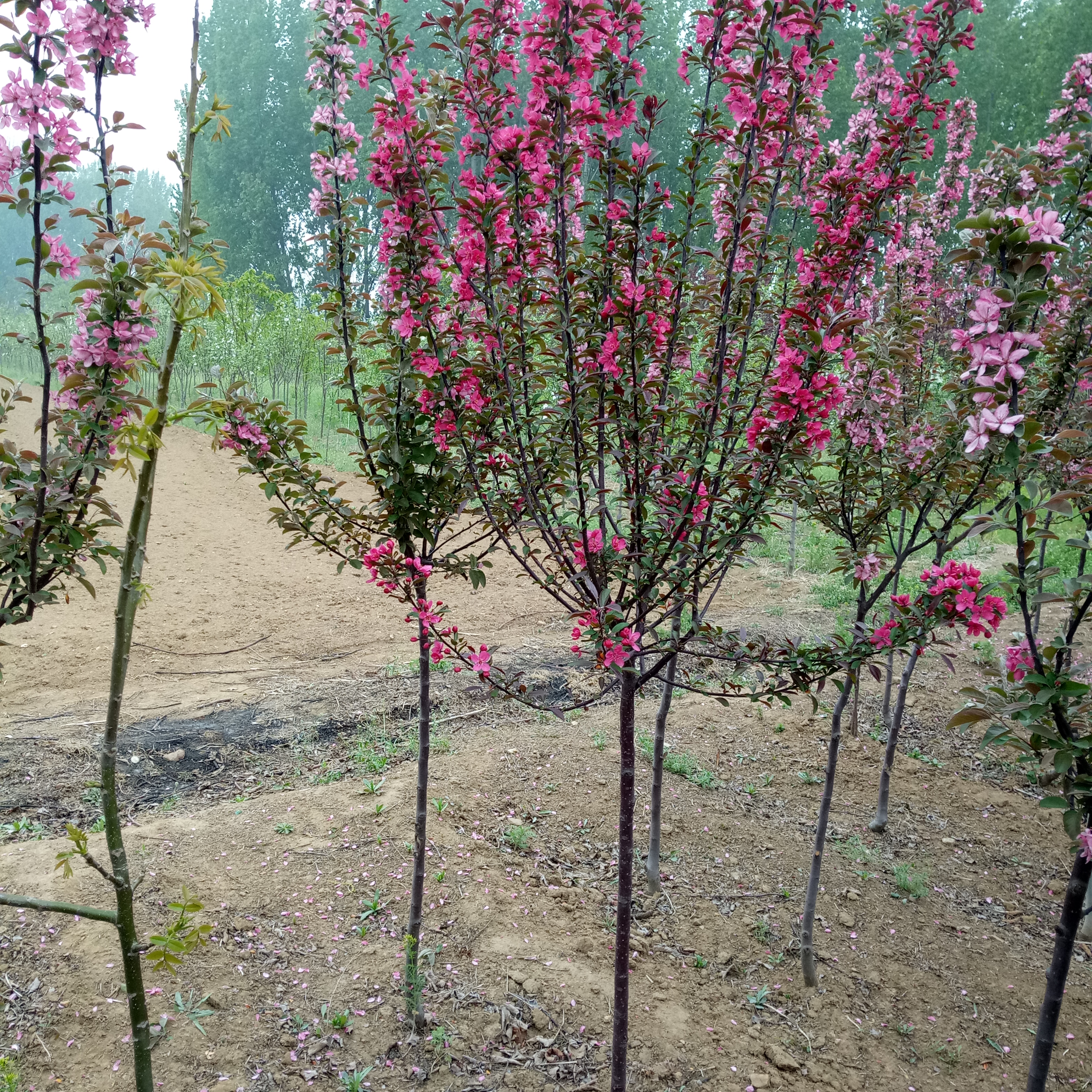 海棠花树苗，绽放美丽与种植乐趣的完美结合