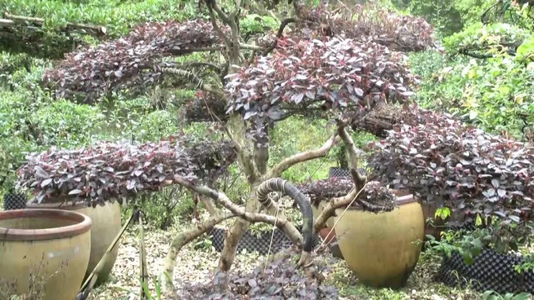 玉兰苗木基地，培育自然之美，缔造绿色生态家园